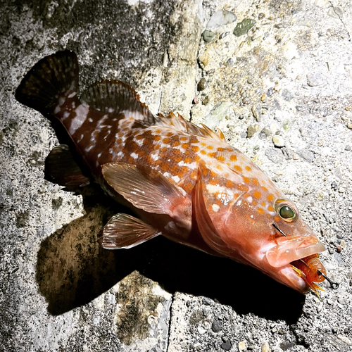 アコウの釣果