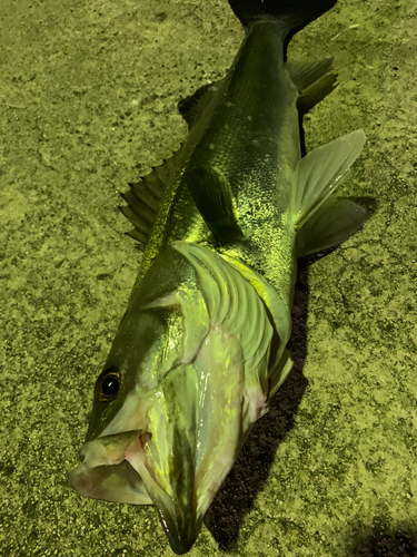 シーバスの釣果