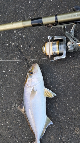 ショゴの釣果