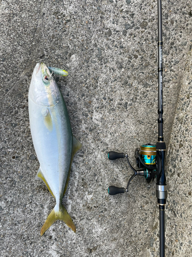 ハマチの釣果