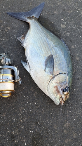 イスズミの釣果