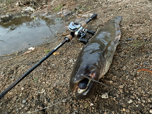 ナマズの釣果