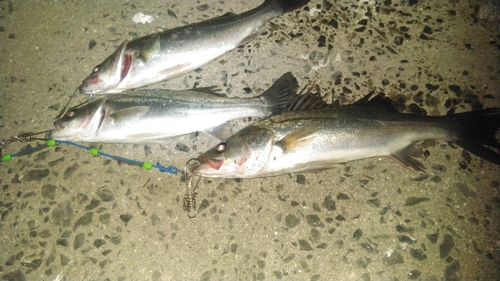 シーバスの釣果