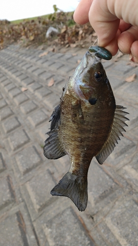 ブルーギルの釣果