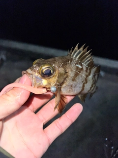 メバルの釣果