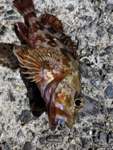 アラカブの釣果