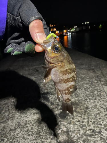 クロメバルの釣果