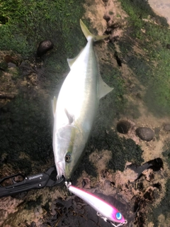 ワラサの釣果