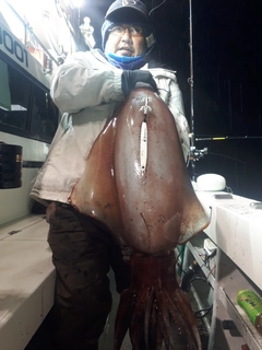 ソデイカの釣果