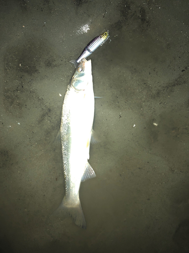 ウグイの釣果