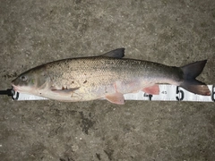 マルタウグイの釣果