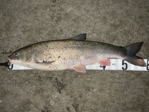 マルタウグイの釣果