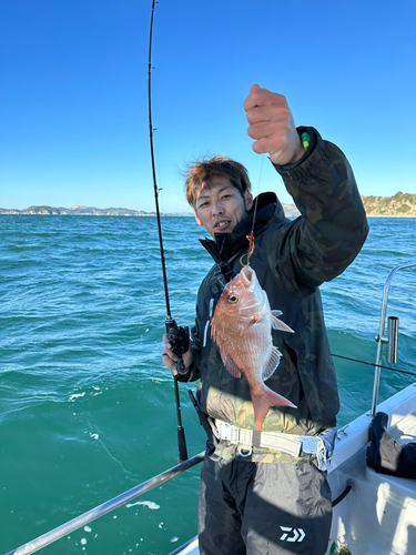 マダイの釣果