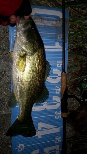 ブラックバスの釣果