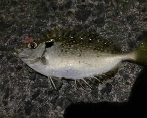 アイゴの釣果