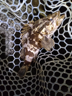 タケノコメバルの釣果