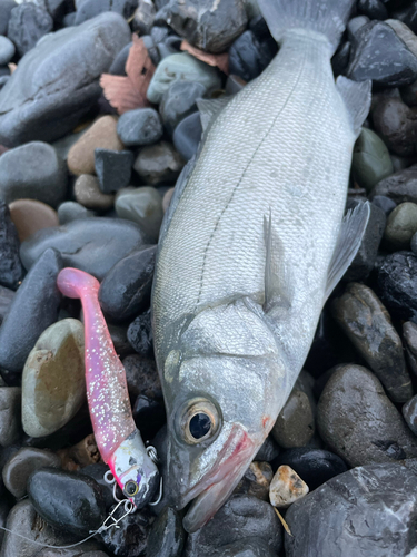 ヒラスズキの釣果