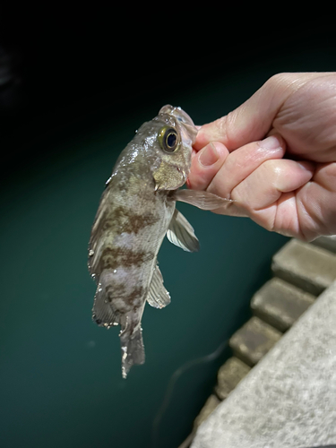 アカメバルの釣果