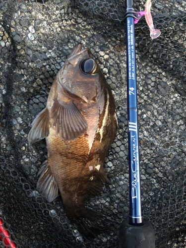 メバルの釣果