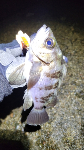 シロメバルの釣果