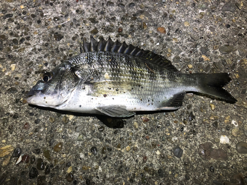 クロダイの釣果