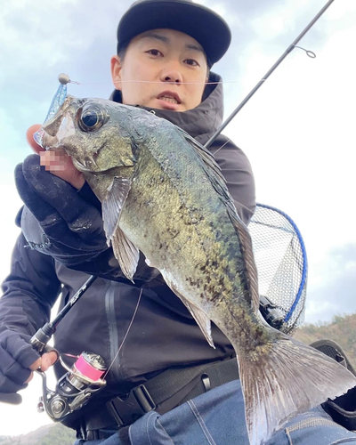 クロメバルの釣果