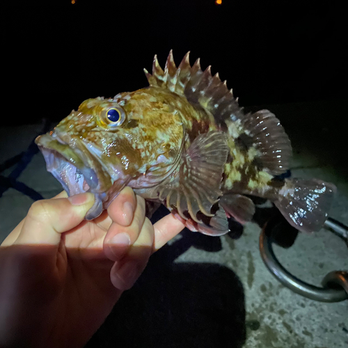 カサゴの釣果