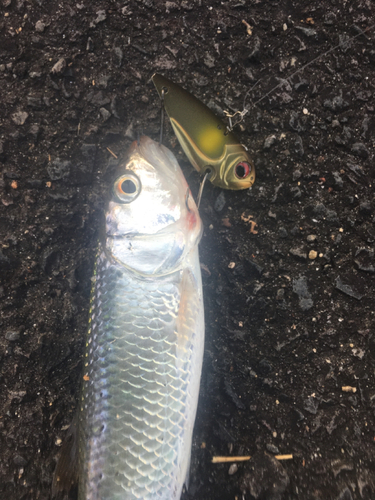 ハスの釣果