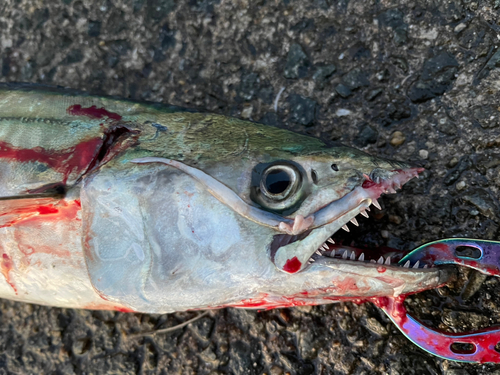 サゴシの釣果