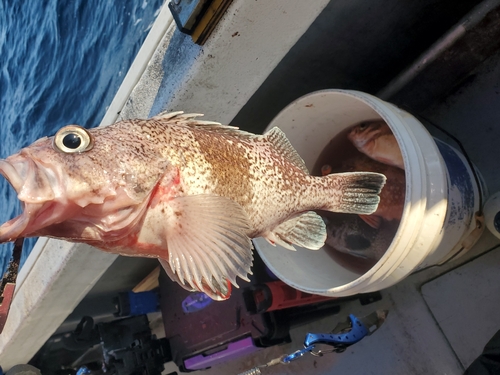 マゾイの釣果