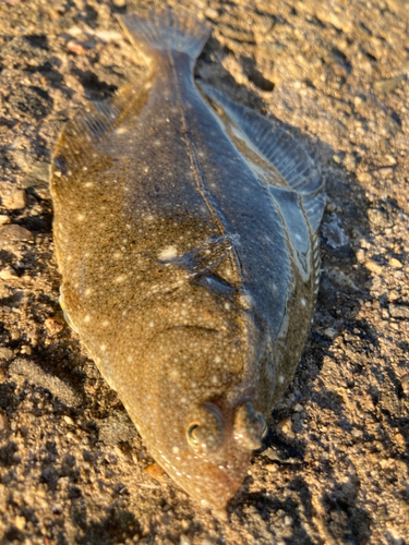 カレイの釣果