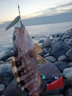 マハタの釣果