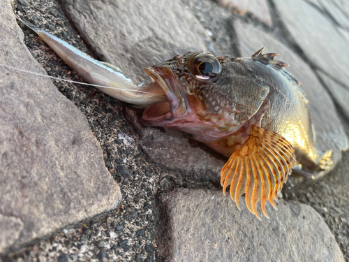 カサゴの釣果