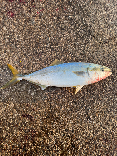 ハマチの釣果