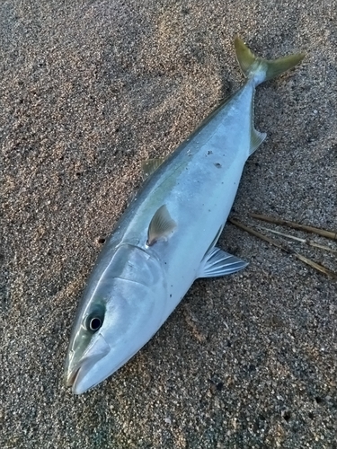 ワラサの釣果