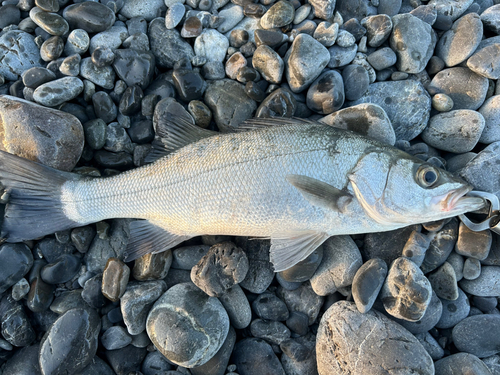 ヒラスズキの釣果