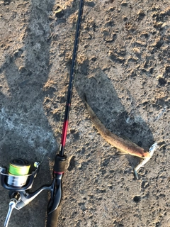 エソの釣果