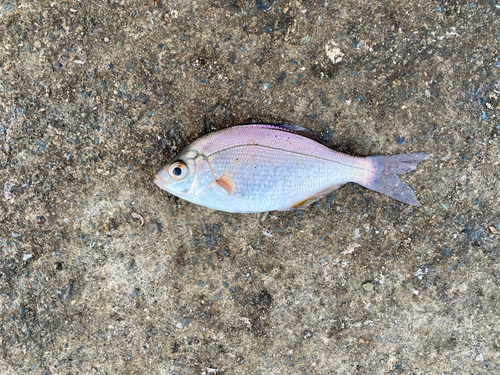 ウミタナゴの釣果