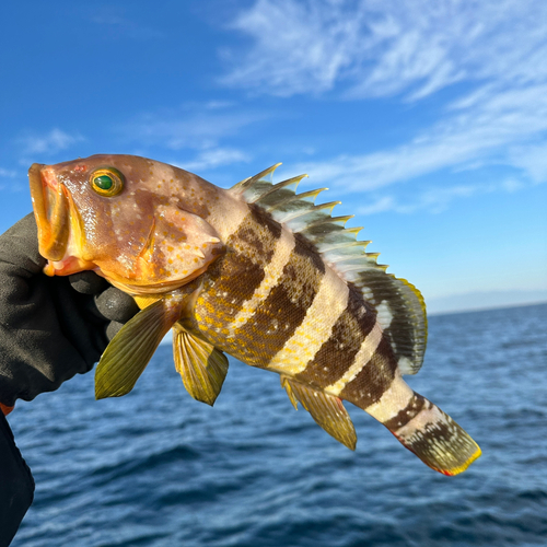 アオハタの釣果