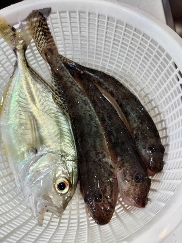 ハゼの釣果