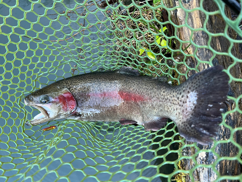 ニジマスの釣果