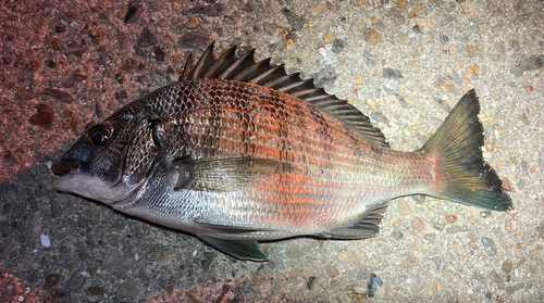 チヌの釣果