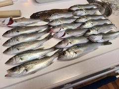 セイゴ（マルスズキ）の釣果