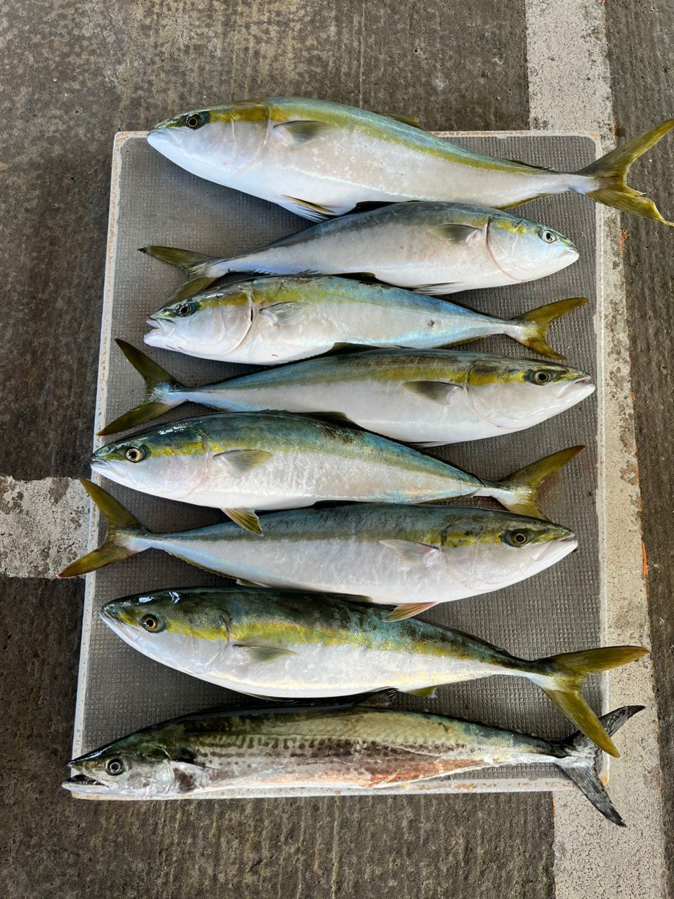 タッチーさんの釣果 2枚目の画像