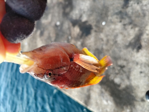 五島列島近海で釣れたベラの釣り・釣果情報 - アングラーズ