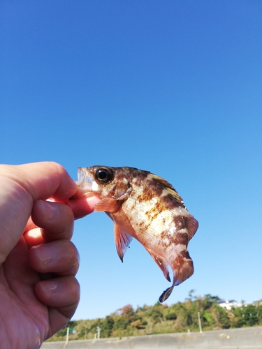 アカメバルの釣果