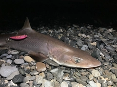 サメの釣果