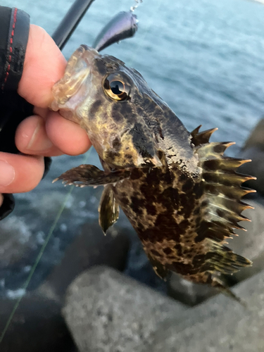 タケノコメバルの釣果