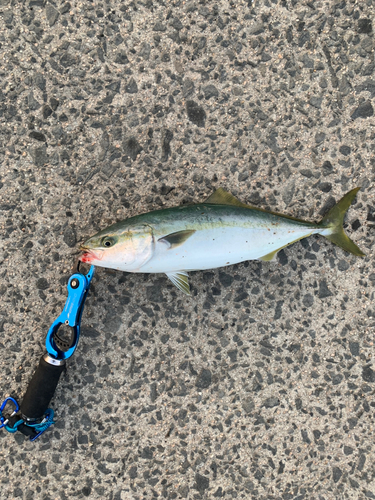 ハマチの釣果