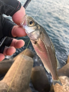 セイゴ（マルスズキ）の釣果